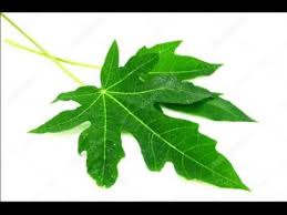 10 Bienfaits Des Feuilles De Papaye Youtube Papaye Detoxifier Le Foie Feuille
