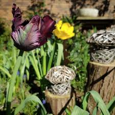 Pin On Garten Im Fruhjahr