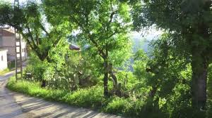 Voir plus d'idées sur le thème paysage de kabylie, alger. Paysages De Kabylie Coucher De Soleil Et Oliviers Youtube