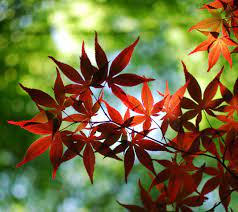 Check spelling or type a new query. Hijau Hd Gambar Wallpaper Daun Hijau Flower Frame Hd Design Flowers