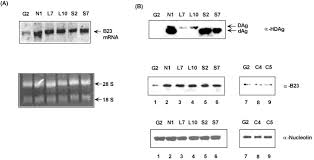 Hdv is one of five known hepatitis viruses: The Nucleolar Phosphoprotein B23 Interacts With Hepatitis Delta Antigens And Modulates The Hepatitis Delta Virus Rna Replication Journal Of Biological Chemistry