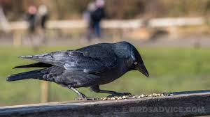How to get rid of black crows in garden. What Do Crows Eat List Of Crow Diets With Pictures