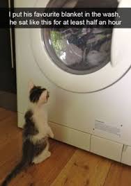 For cat gates for doorways. 900 Cats In Windows Doorways Ideas In 2021 Cats Crazy Cats Cats And Kittens