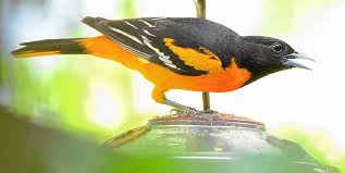 Baltimore oriole photo by charles and sharon sorenson editor: The Recorder Speaking Of Nature The Baltimore Oriole