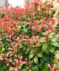 Image result for Pieris japonský little heath obrázek