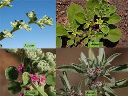 Image result for Aizoaceae