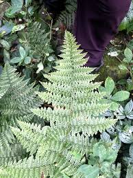Image result for Athyrium schimperi