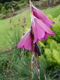 Image result for Dierama formosum/plowesii intermediates