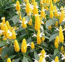 Macam macam bunga sering dipakai untuk menghias kebun, taman dan tempat lain. Daftar Tanaman Obat Lengkap Beserta Gambar Dan Khasiatnya Bibitbunga Com