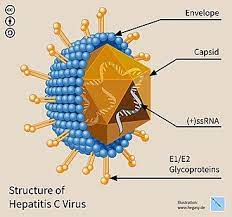 Most infections become chronic, as the body is unable to get rid of the virus. Hepatitis C Virus Wikipedia