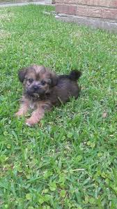 In this department, the yorkie chihuahua mix often inherits this physical trait from its chihuahua parent. Little Chorkie Yorkie Mixed With Chihuahua Yorkie Chihuahua Mix Chihuahua Mix Puppies Doberman Puppy