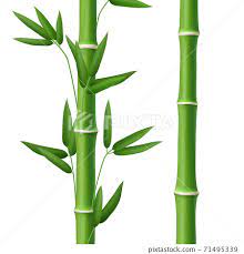 Bamboo Tree Leaf Plant Stem And Stick Realistic Stock Illustration 71495339 Pixta
