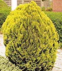 Image result for Culcasia orientalis