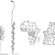 Image result for Xylopia katangensis