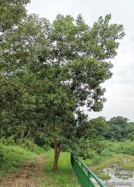 Image result for Acacia mangium