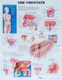 Image result for Prostate Anatomy