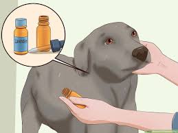 Chickens don't get fleas, they get mites. 3 Ways To Kill Fleas On Dogs Wikihow