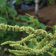 Image result for Amaranthus hybridus