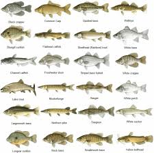 Nc Saltwater Fish Identification Related Keywords
