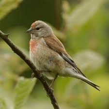 Linotte Oiseaux Des Jardins Oiseaux Des Jardins Linotte Melodieuse Oiseaux