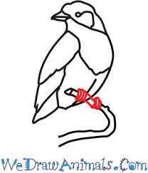 Check spelling or type a new query. How To Draw A Lilac Breasted Roller