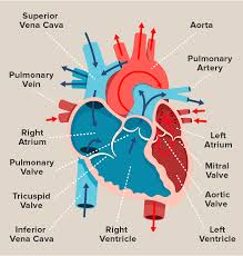 Anatomy Of A Human Heart Heart Anatomy Human Heart Human Heart Anatomy