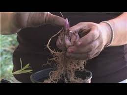 Most peace lilies grow in soil, and like to almost go completely dry between waterings. Flower Gardening How To Grow Stargazer Lilies Youtube