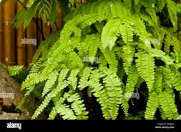 Image result for Pteridaceae