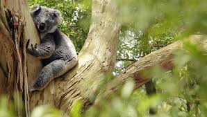 Hence a need for an update on coffee outdoors. Koala Conservation And Electric Buses For Cop26 The Sustainability Success Stories Of The Week