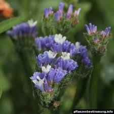 Image result for Limonium sinuatum