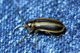 Image result for Tridactyle virgula