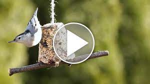 To make bird seed cakes you will need: How To Make Birdseed Cakes Garden Gate