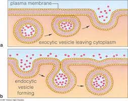 Endocytosis Exocytosis Infographics Google Search Biologia