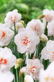 Narcissi Double Acropolis Daffodil For Other Cool Stuff Checkout My Website Www Danteharker Com With Images Bulb Flowers Daffodils Flower Farm