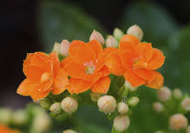 Каланхоэ (kalanchoe), уход и выращивание в домашних условиях / саду. When Does Kalanchoe Bloom Tips On Getting Kalanchoe To Bloom Again