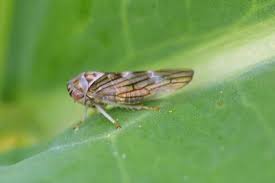 Aster Leafhopper | Canola Encyclopedia