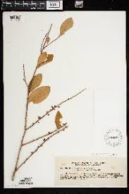 Image result for Erythroxylum zambesiacum