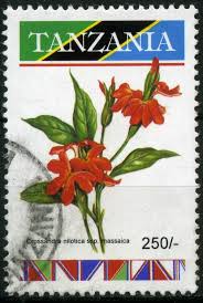 Image result for Crossandra nilotica