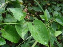 Image result for Vincetoxicum sylvaticum