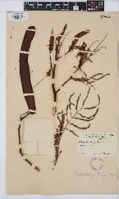 Image result for Elephantorrhiza suffruticosa