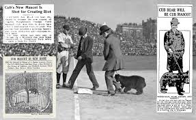 Chicago is home to a cat named cuddly potato. The Story Behind The Chicago Cubs Nightmare Inducing Bear Mascot Of 1908 Todd Radom Design