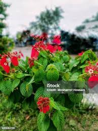 Image result for Combretum falcatum