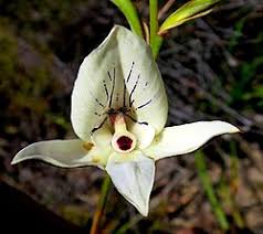 Image result for Disa cryptantha