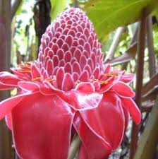 Image result for Etlingera elatior