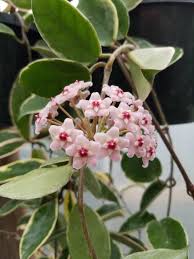 We did not find results for: Hoya Carnosa Krimson Queen My Gardening House