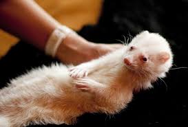 The ferret and ferreting handbook. How Much Does It Cost To Own A Ferret Updated In 2021 Pet Keen