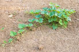Water your vines regularly for the first year following planting. How Long Does It Take To Grow A Pumpkin Plant Happysprout
