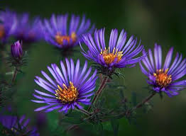 Autumn Wildflowers 20101006 Photo Gordon W Photos At Pbase Com Wild Flowers Secret Garden Smiths Falls