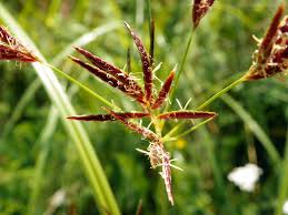 Image result for Cyperus longus