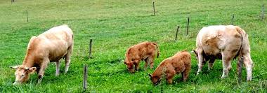 Ferme Du Remomont La Ou Nos Bovins Sont Eleves Dans Le Respect Des Traditions De Notre Terroir Eleve Respect Ferme